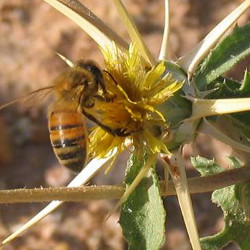 Syrian honeybee (Apis mellifera syriaca)